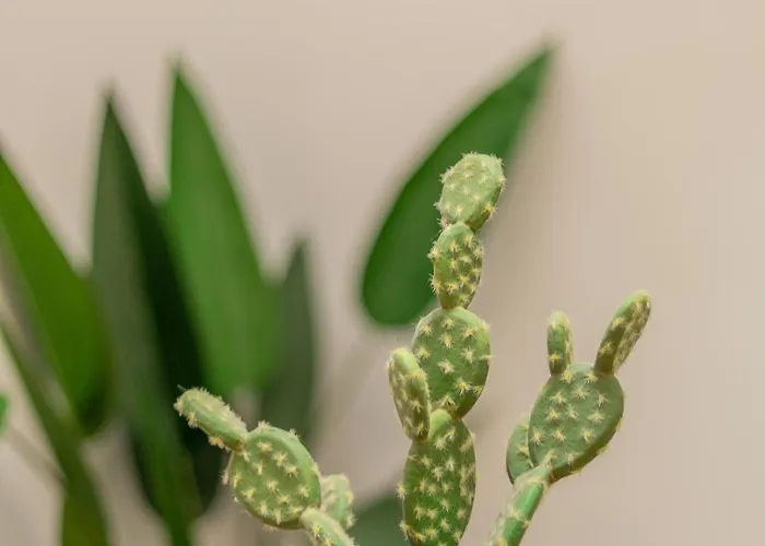 公寓 Templo Cota 2330m *